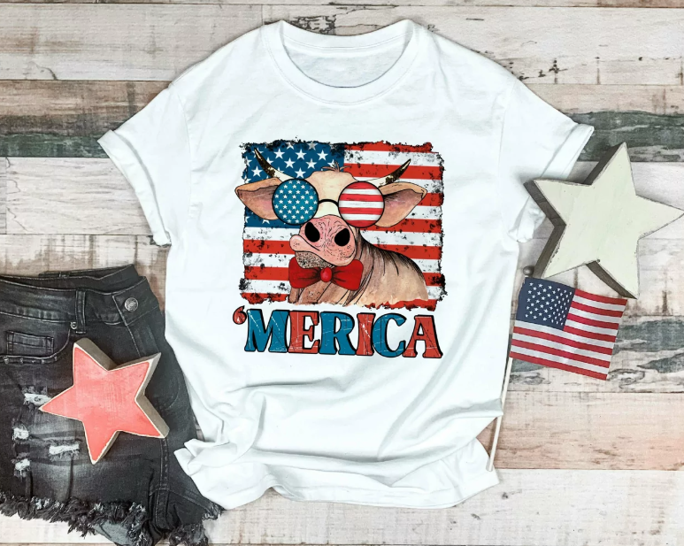 American Flag Heifer 02221